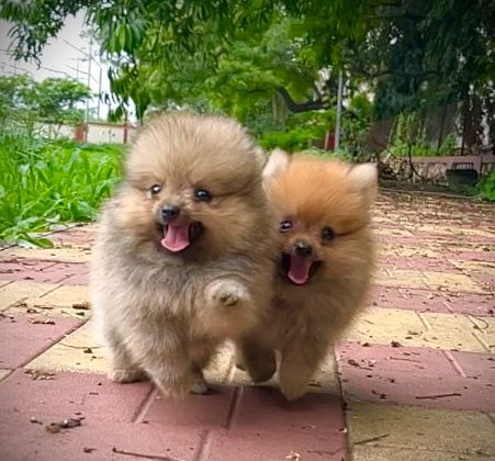 Toy pomeranian dog price in bangalore